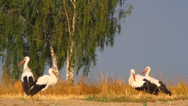 Störche auf einem Feld — Stockvideo