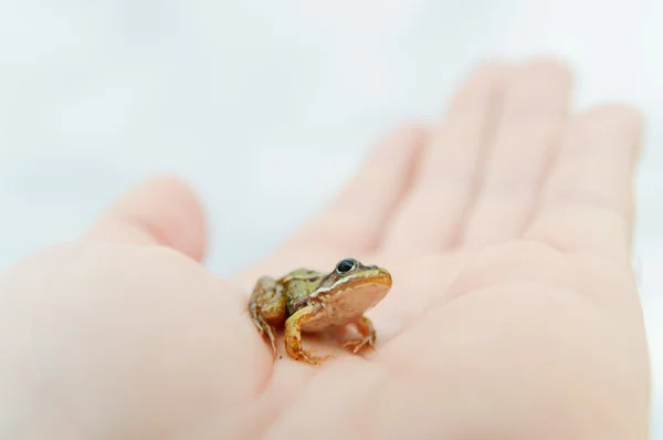 Rana pequeña en la mano — Foto de Stock