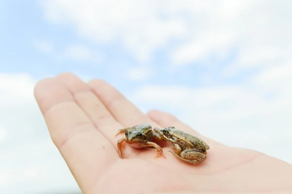 Små frøer på en hånd - Stock-foto