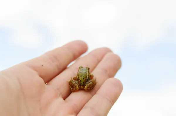Petite grenouille à portée de main — Photo