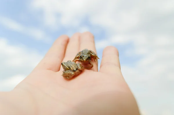 Piccola rana a portata di mano — Foto Stock