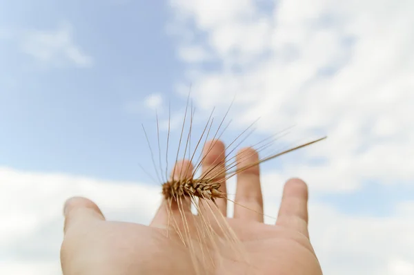 Wheat on hand — Stock Photo, Image