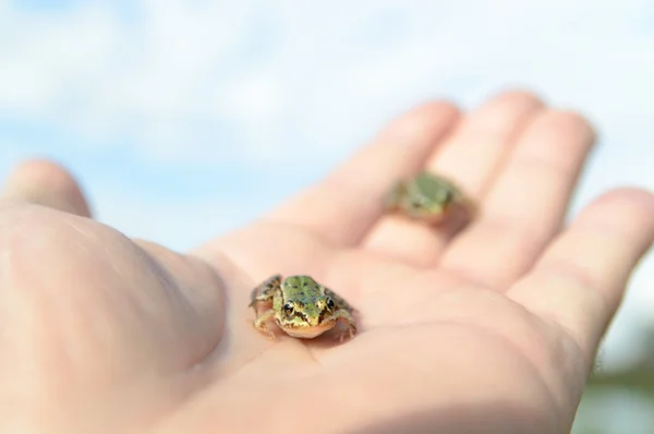 Petites grenouilles sur une main — Photo