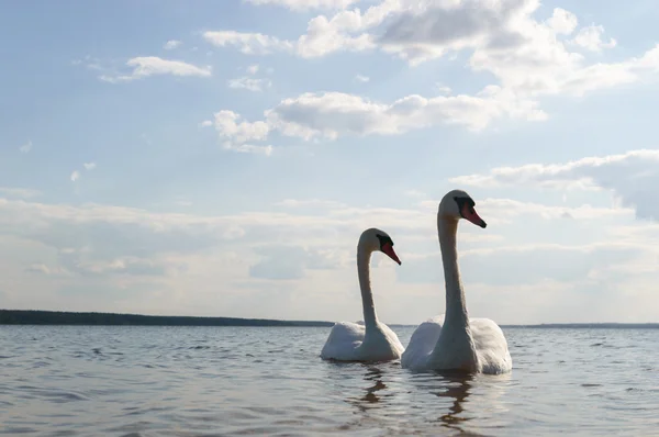 青い湖の水の上の白鳥します。 — ストック写真