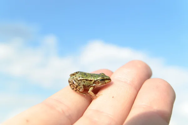 小さなカエルと手 — ストック写真