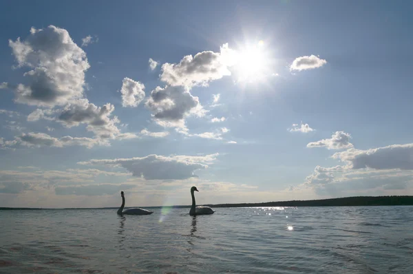 Cygnes sur l'eau bleue du lac — Photo