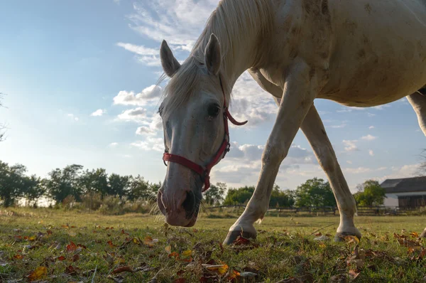 Horse in a field — Stock Photo, Image