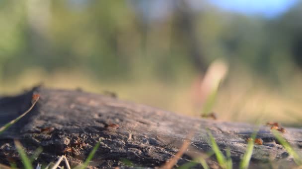 红蚂蚁 — 图库视频影像