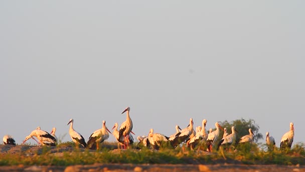 Storks  in a field — Stock Video