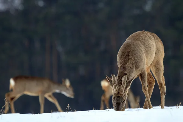 Rehwild — Stockfoto