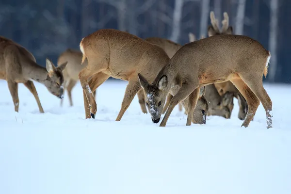 Rehwild — Stockfoto