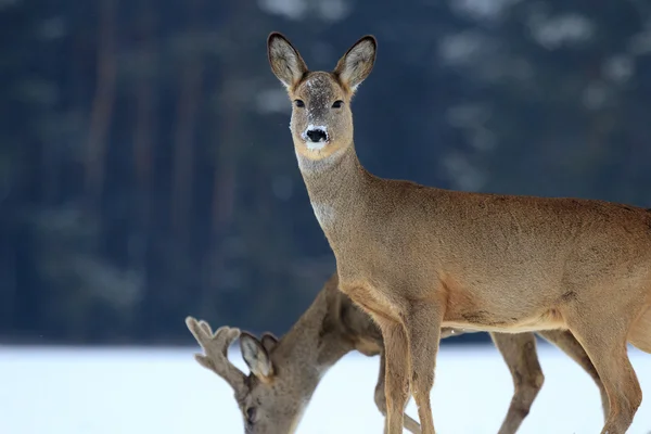 Roe herten — Stockfoto