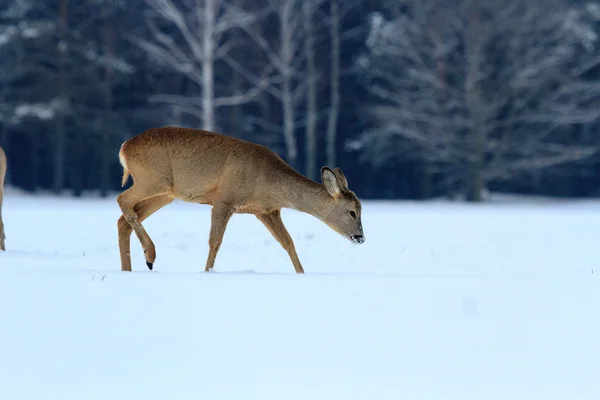 鹿よ — ストック写真