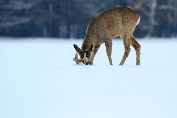 Rehwild — Stockfoto