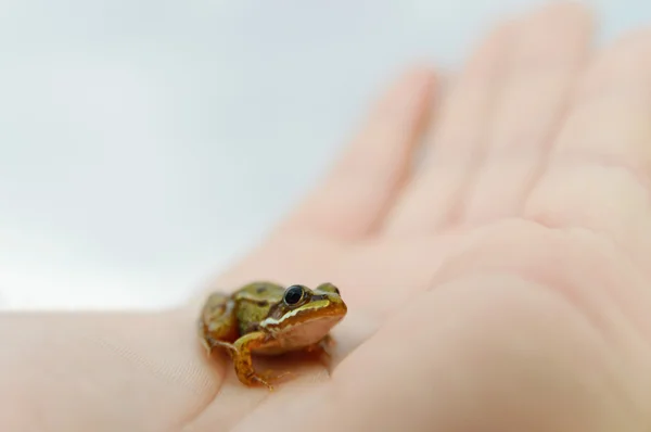 Frog — Stock Photo, Image