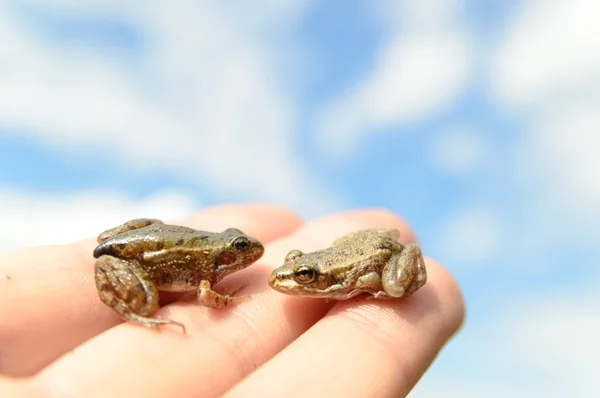 개구리 — 스톡 사진