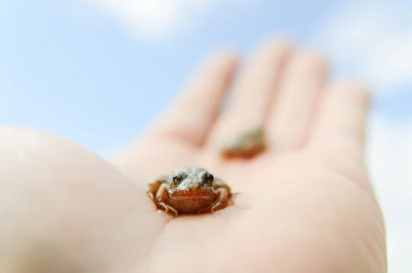 Frog — Stock Photo, Image