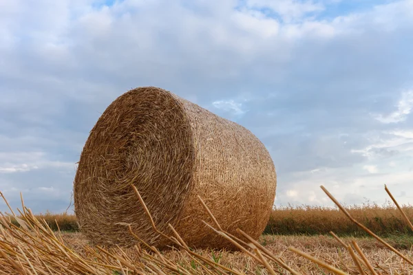 Agricultural field — Stock Photo, Image