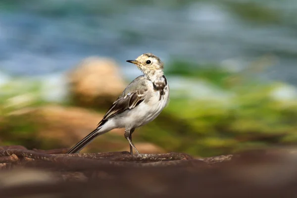 Bird — Stock Photo, Image