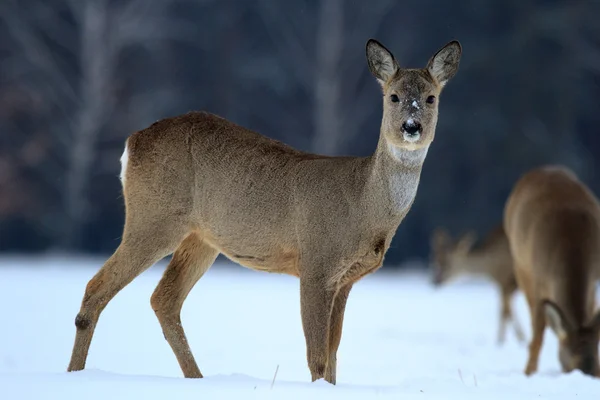 Roe deree — Stockfoto