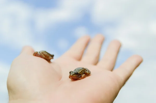 Frog — Stock Photo, Image