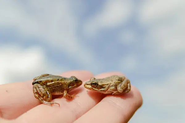 Frog — Stock Photo, Image