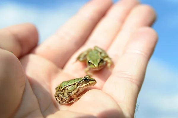 Frog — Stock Photo, Image