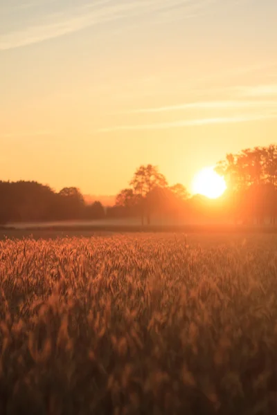 Wheat — Stock Photo, Image