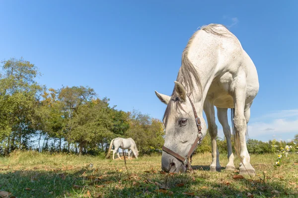 Horse — Stock Photo, Image