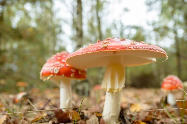 Mushroom — Stock Photo, Image