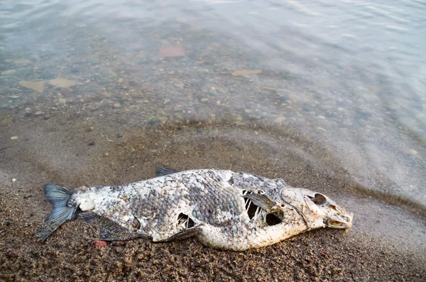 Pesce morto — Foto Stock