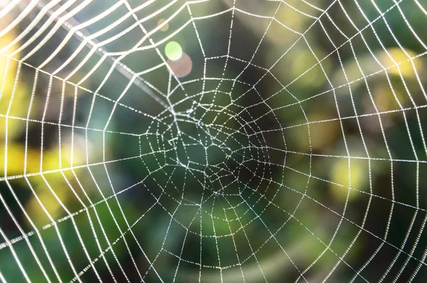 Spider web — Stock Photo, Image