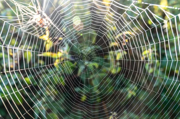 Spinnennetz — Stockfoto
