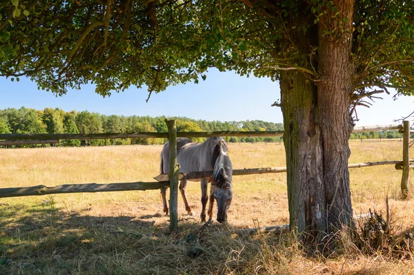 Cavalo — Fotografia de Stock