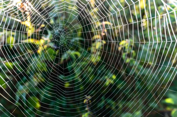 Spinnennetz — Stockfoto