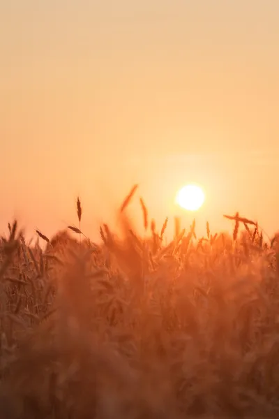 Wheat — Stock Photo, Image