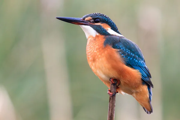 Fågel — Stockfoto