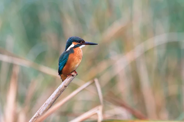 Bird — Stock Photo, Image