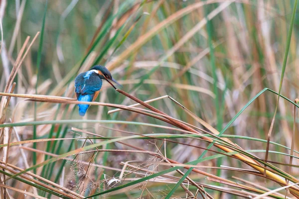 Bird — Stock Photo, Image