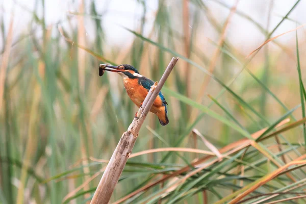 Bird — Stock Photo, Image