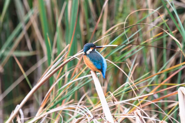 Bird — Stock Photo, Image