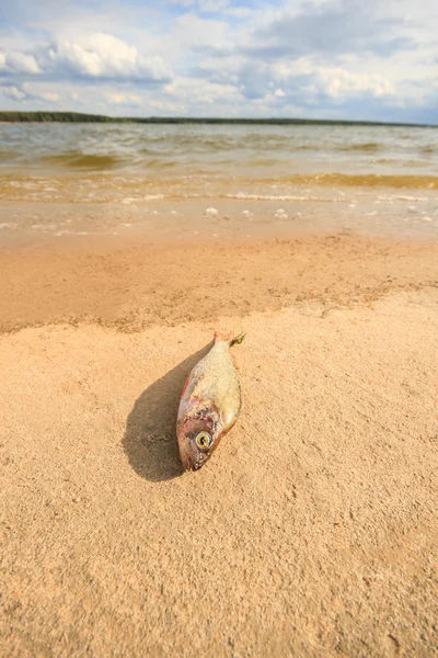 Pesce morto — Foto Stock
