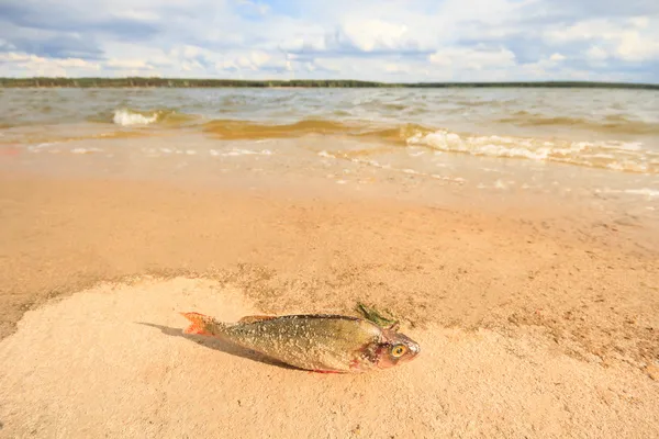 Pesce morto — Foto Stock