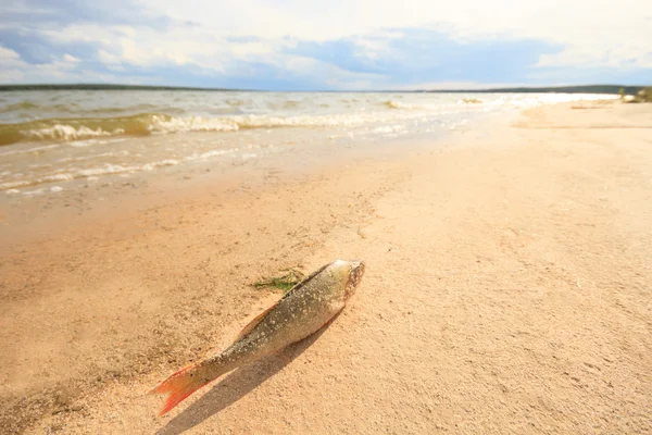 Ölü balık — Stok fotoğraf