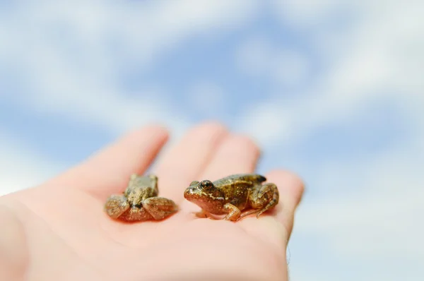 Frog — Stock Photo, Image