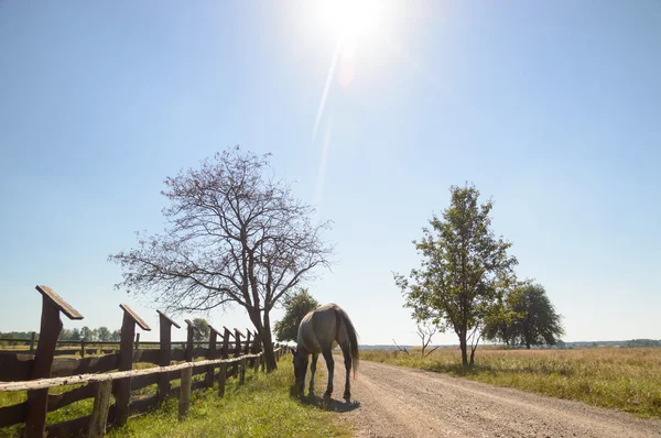 Pferd — Stockfoto