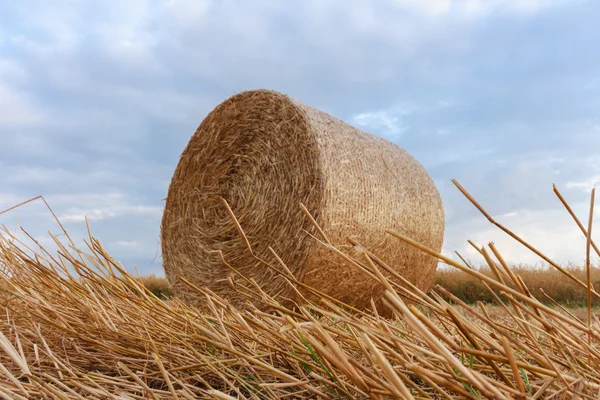 Landwirtschaftlicher Bereich — Stockfoto