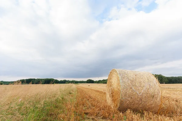 Agricultural field — Stock Photo, Image