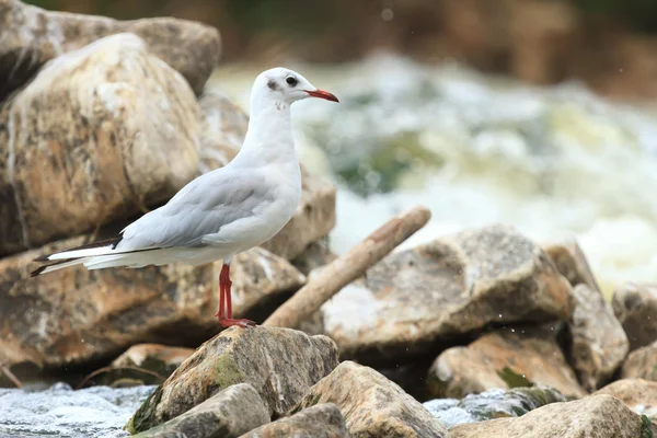 Fågel — Stockfoto