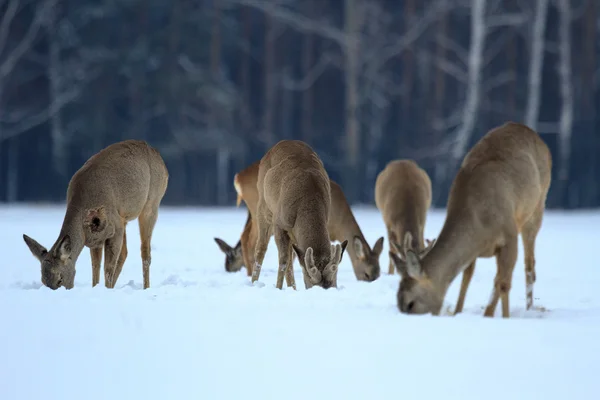 Rehwild — Stockfoto